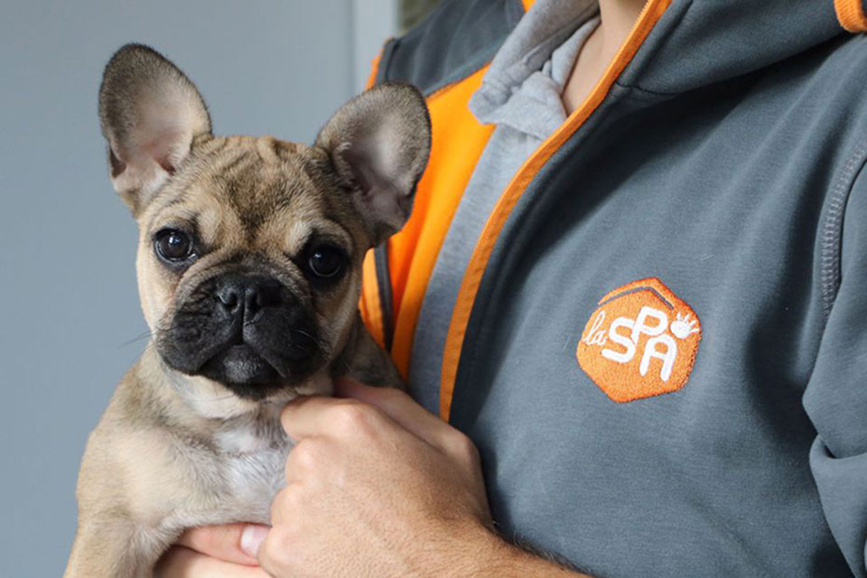 Onze inzet voor SPA (Dierenbescherming) verder uitbreiden